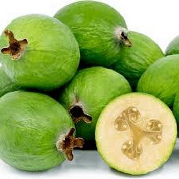 Feijoa