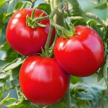 Pomidor