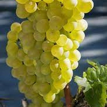 Winogrono